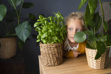 Curious girl looking amidst potted plants on table - SVKF00278