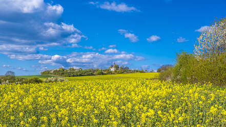 Landschaftliche Ansicht von blühenden Blumen auf einem Feld an einem sonnigen Tag - MHF00591