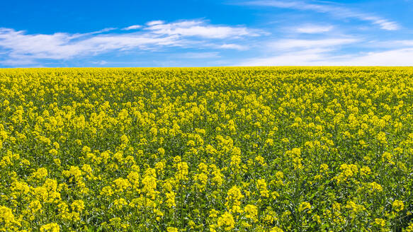 Blick auf ein blühendes Rapsfeld unter bewölktem Himmel - MHF00594