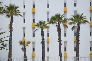 Spanien, Provinz Las Palmas, Maspalomas, Palmen vor einem weiß gestrichenen Wohnhaus - BSCF00654