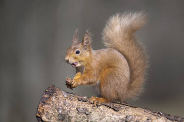 Red squirrel (Sciurus vulgaris) feeding outdoors - MJOF01944