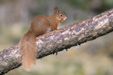 Red squirrel (Sciurus vulgaris) sitting on tree branch - MJOF01945