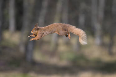 Rotes Eichhörnchen (Sciurus vulgaris) springend mit Nuss im Maul - MJOF01946