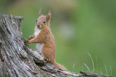 Rotes Eichhörnchen (Sciurus vulgaris) stehend im Freien - MJOF01947