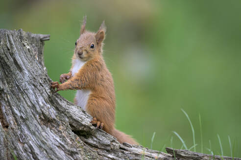 Rotes Eichhörnchen (Sciurus vulgaris) stehend im Freien - MJOF01947