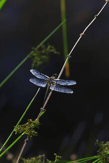 Libelle, die sich nachts auf einem Pflanzenstamm niederlässt - JTF02093