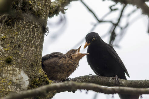 Männliche Amsel (Turdus merula) beim Füttern ihrer Jungen - ZCF01078