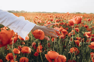 Die Hand einer Frau berührt eine rote Blume auf einem Feld - SIF00187