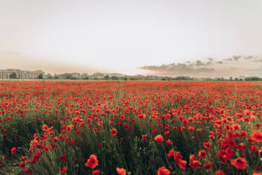 Red flowers in poppy field at sunset - SIF00205