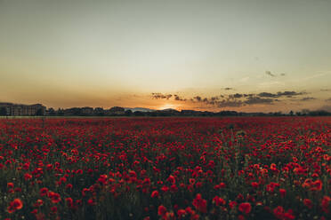 Rote Blumen im Mohnfeld bei Sonnenuntergang - SIF00210