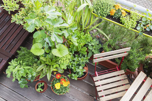 Vegetable and flower plants on balcony - GWF07457