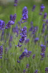 Blühender Lavendel auf einer Frühlingswiese - JTF02096