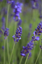 Lavender blooming in springtime meadow - JTF02097