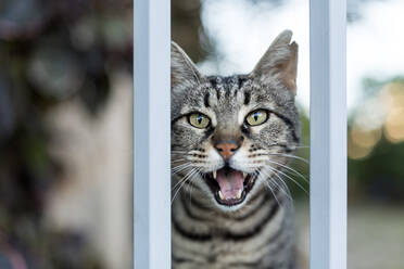 Portrait of gray meowing cat looking straight at camera - VGF00421