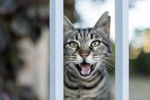 Porträt einer miauenden grauen Katze, die direkt in die Kamera schaut - VGF00421