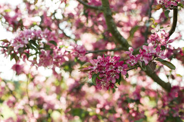 Rosa Blütenblätter blühen am Zweig eines Apfelbaums - LLUF00674