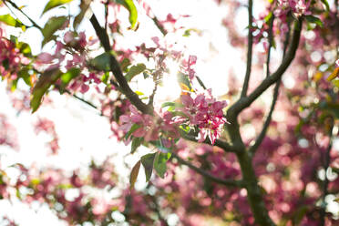 Rosa Blütenblätter blühen am Zweig eines Apfelbaums an einem sonnigen Tag - LLUF00675