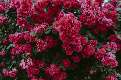 Rose bush with flowering red roses - OSF00138