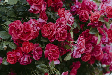 Blühende rote Rosen auf einer Pflanze - OSF00139