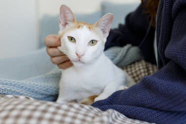 Frau streichelt Katze, die zu Hause auf dem Bett sitzt - TYF00290