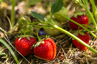 Bio-Erdbeere im Garten an einem sonnigen Tag - NDF01474