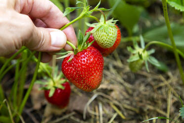 Hand eines Landwirts mit Erdbeeren - NDF01475