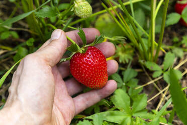 Landwirt hält Erdbeere im Garten - NDF01476