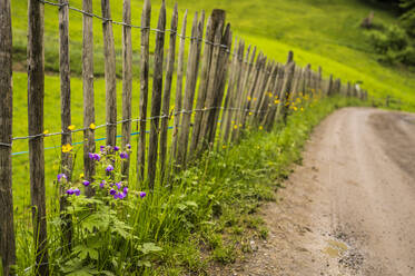 Blühende Wildblumen am rustikalen Zaun - MHF00599