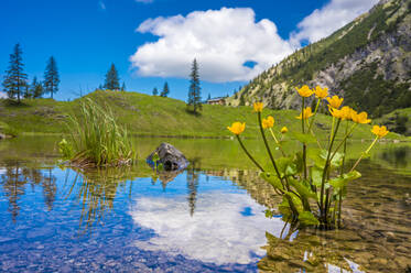 Deutschland, Bayern, Gelbe Wildblumen blühen am Ufer des Unteren Gaisalpsees im Sommer - MHF00610