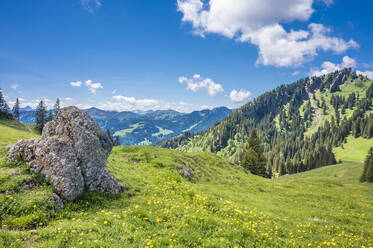 Deutschland, Bayern, Blick auf eine Sommerwiese in den Alpen - MHF00611