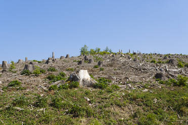 Deutschland, Nordrhein-Westfalen, Abgeholzte Landschaft im Naturpark Arnsberger Wald - WIF04524