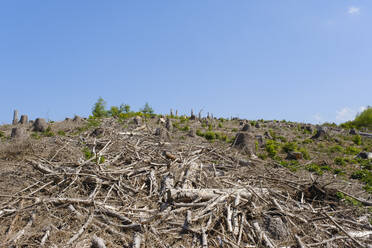 Deutschland, Nordrhein-Westfalen, Abgeholzte Landschaft im Naturpark Arnsberger Wald - WIF04525