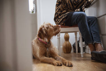 Brauner Hund schaut zu einer Frau auf - CAIF32948