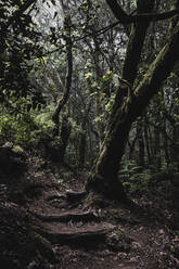 Trees in dense tranquil forest - SIPF02859