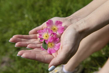 Hände einer Frau halten eine rosa Blume - VBUF00131