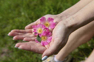 Hand's of woman holding pink flower - VBUF00131