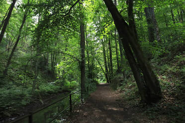 Germany, Saxony, Malerweg trail stretching through green lush forest in Liebethaler Grund valley - JTF02104