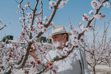 Fokussierter älterer männlicher Landwirt beim Ausdünnen der Zweige von Aprikosenbäumen mit rosa Blüten, während er in einem Obstgarten während der Blütezeit steht - ADSF35295