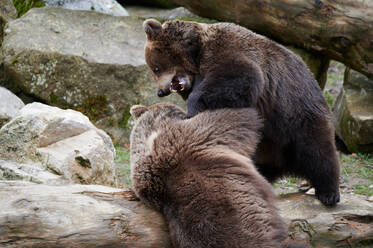 Aggressive wilde Braunbären, die brüllend und rangelnd auf einem umgestürzten Baumstamm um ihren Lebensraum kämpfen - ADSF35304