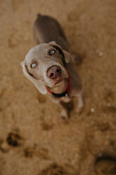 Von oben von liebenswerter Weimaranerhündin mit grauem Fell im Halsband stehend am Sandstrand mit Spuren im Küstenbereich - ADSF35337