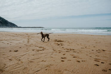 Niedliche Weimaranerhündin mit grauem Fell, die mit einem Holzstab am Sandstrand spielt, mit Spuren in der Nähe des wogenden Meeres im Küstengebiet - ADSF35338