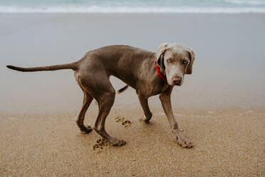 Niedliche Weimaranerhündin mit grauem Fell spielt mit Blick auf die Kamera am sandigen Ufer mit Spuren in der Nähe von wogendem Meer in Küstengebiet - ADSF35339