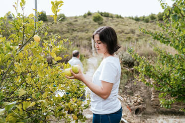 Side view of adult female farmer with dark hair in casual clothes picking ripe lemons from lush tree during harvesting works in countryside - ADSF35403