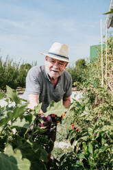 Älterer grauhaariger Bauer sammelt frische Auberginen bei der Arbeit auf einer landwirtschaftlichen Plantage bei sonnigem Wetter in der Erntezeit - ADSF35407