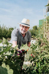 Elderly gray haired male farmer collecting fresh eggplants while working on agricultural plantation in sunny weather in harvest season - ADSF35407