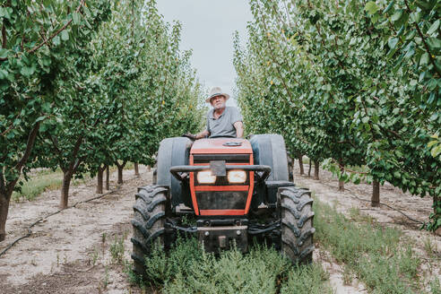 Senior male farmer looking at camera while driving tractor amidst fruit trees during work in orchard on summer day - ADSF35411