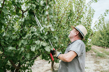 Side view elderly man in casual clothes and hat standing and cutting branches of apricot tree with pruner while working in orchard on sunny summer day - ADSF35412