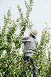 From below back view of unrecognizable elderly man in casual clothes and hat standing on ladder and cutting branches of apricot tree with pruner while working in orchard on sunny summer day - ADSF35413