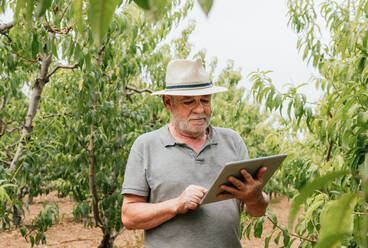 Aged man in casual clothes and hat checking data on tablet standing near peach tree during work on farm on summer day - ADSF35415