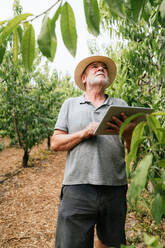 Älterer Mann in Freizeitkleidung und Hut, der Daten auf einem Tablet überprüft, das in der Nähe eines Pfirsichbaums steht und nach oben schaut, während der Arbeit auf einem Bauernhof an einem Sommertag - ADSF35416